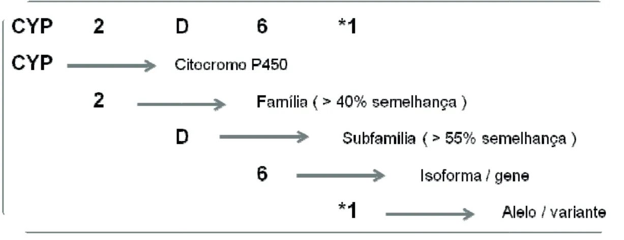 Figura 1. Regras de nomenclatura das enzimas e dos genes do Citocromo P450