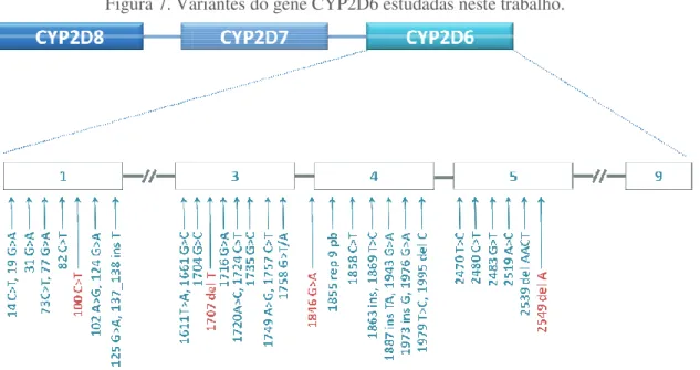 Figura 7. Variantes do gene CYP2D6 estudadas