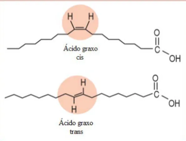 Figura 1 - Ilustração de um ácido graxo cis-insaturado e de um ácido graxo trans-insaturado