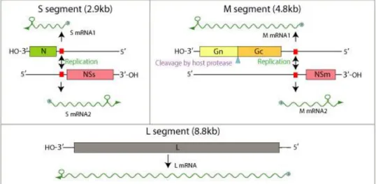 Figura  3.  Organização  genômica  dos  tospovírus.  Os  três  quadros  acima  indicam  as  estratégias  de  transcrição  dos  RNAs  mensageiros  virais  a  partir  dos  segmentos  genômicos  chamados  RNA  S  (S  segment),  RNA  M  (M  segment)  e  RNA  L