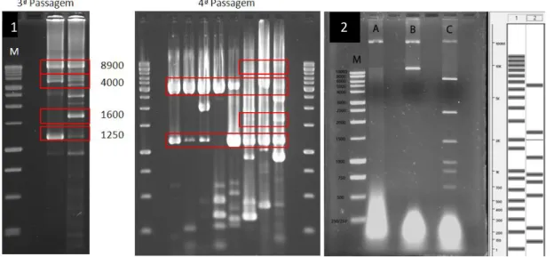 Figura 4. RT-PCR do isolado de Tomato chlorotic spot virus (TCSV) após 3ª e 4ª passagens seriadas e confirmação  da clonagem do cDNA de 8,9kb no vetor pCR4-TOPO por análise eletroforética em gel de agarose a 1% (p/v)
