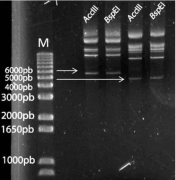 Figura  8.  Perfil  de  restrição  dos  plasmídeos  contendo  os  defectivos  interferentes  (DIs)  de  Tomato  spotted  wilt  virus  e  Groundnut ringspot virus para as enzimas BspEI e AccIII