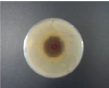 FIGURA 4  Imagem  do  halo  de  inibição  contra  S.  aureus  do  extrato  de  Anadenanthera macrocarpa