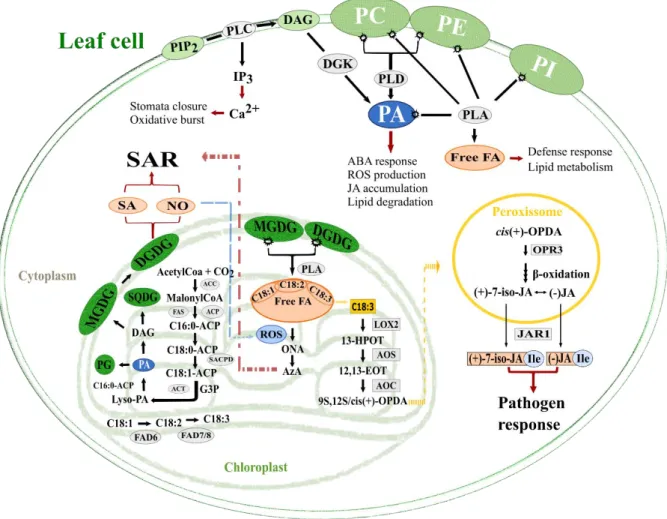 Figure  1  -  Scheme  of  oxilipins and  lipid  signalling  molecules pathways in  plant  resistance mechanisms  against  pathogen attack