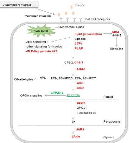 Figure  3  -  Overview  of  the  pathways  involved  in  generation  of  fatty  acid-derived  signals