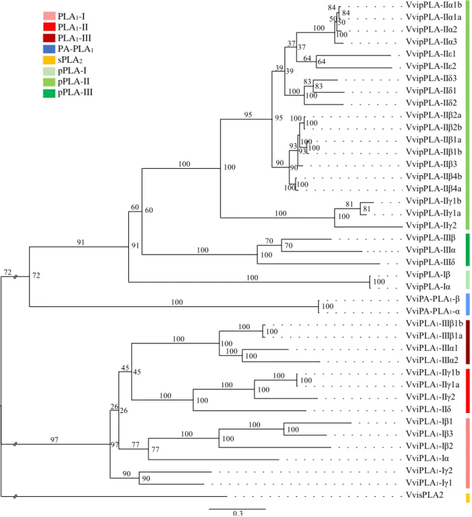 Figure 8 - Maximum likelihood phylogenetic tree of the Vitis PLA superfamily. 