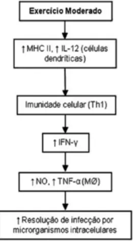 Figura 1 - Efeito do exercício no sistema imune: resposta, adaptação e sinalização celular