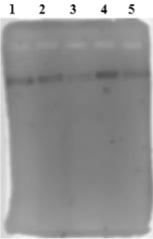 FIGURA 1 Imagem  do  gel  de  eletroforese  mostrando  o  produto  da amplificação de PCR realizada por cada um dos cinco loci genéticos  analisados,  cada  um  representado  por  uma  cor diferente:  1) CSF1PO-VIC; 2) FGA-6FAM; 3) TPOX-NED; 4) THO1-6FAM; 