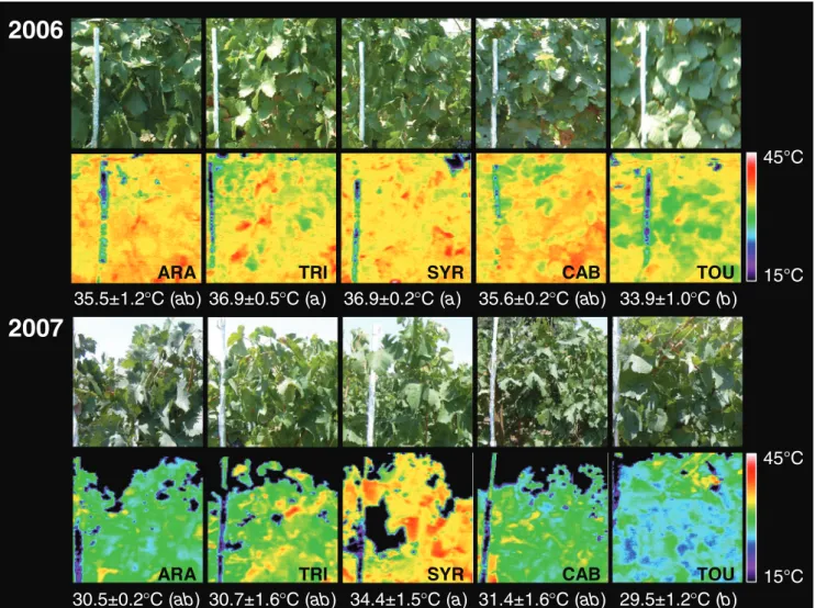 Fig. 4. Visible and false coloured infrared images of the canopies of Vitis vinifera Aragonez (ARA), Trincadeira (TRI), Syrah (SYR), Cabernet (CAB) and Touriga Nacional (TOU), measured at early afternoon (1300 – 1530 hours) at beginning of August of 2006 a