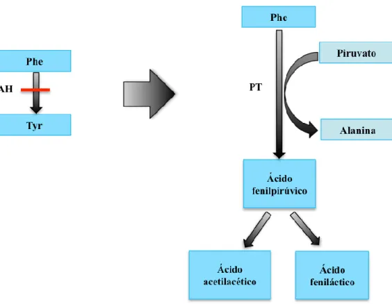 Figura  II.2.  Via  metabólica  alternativa  à  hidroxilação  da  fenilalanina.  A  inactividade  da  enzima  fenilalanina  hidroxilase  (PAH)  leva  à  activação  desta  via  secundária,  originando  compostos  fenilpirúvicos
