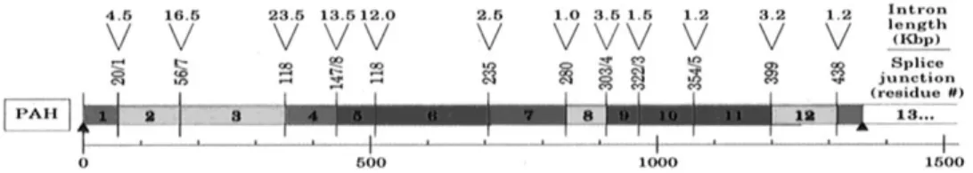 Figura  II.5.  Gene  da  PAH  humana.  Os  traços  verticais  representam  as  ligações  intrão / exão, e as setas indicam o comprimento dos intrões