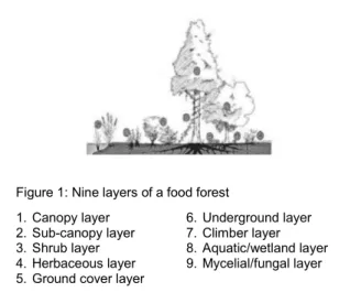 Figure 1: Nine layers of a food forest  1. Canopy layer 