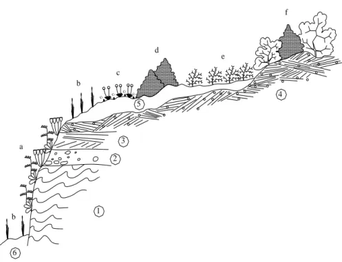 Figura 5 – Praia do Malhão. Comunidades vegetais associadas respectivamente às dunas  holocénicas recentes, arribas xistosas com escorrência permanente de água, dunas e coberturas  arenosas antigas, dunas consolidadas e depósitos mio-plio-quaternários segu