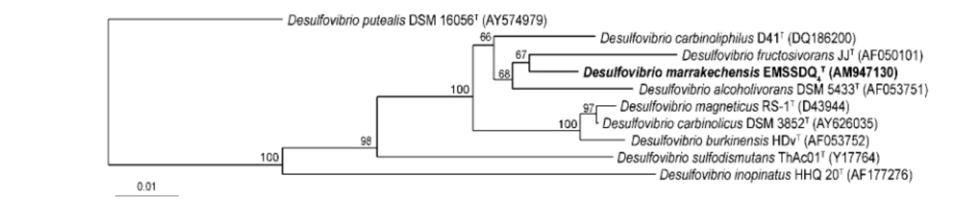 Fig. 1. Unrooted phylogenetic dendrogram, based on 1445 unambiguous base pairs of 16S rRNA gene sequence data, indicating the position of Desulfovibrio marrakechensis strain EMSSDQ 4 T