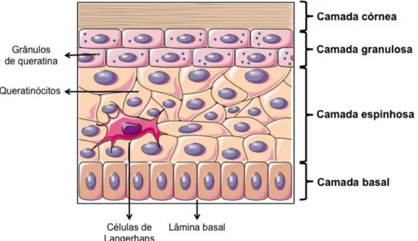 Figura 2. Estruturas e camadas da epiderme: camada córnea, camada granulosa, camada espinhosa  e camada basal