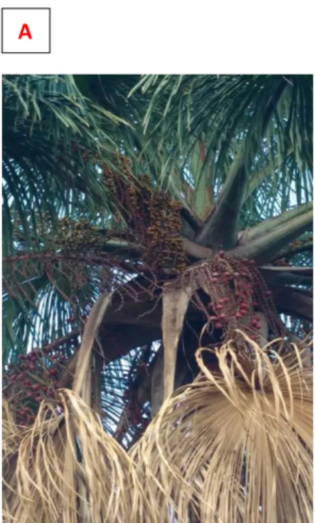 Figura  7.  A)  Palmeira  do  buriti  (Mauritia  flexuosa).  B)  Fruto  da  palmeira  do  buriti