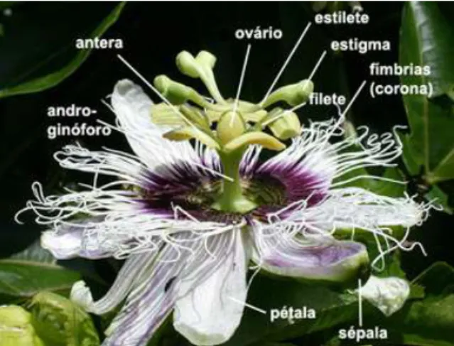 Figura 2 – Anatomia da flor de maracujá. 
