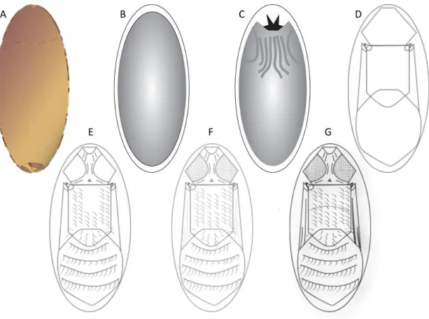 Figura  1.  Esquema  do  desenvolvimento  intra-pupário  em  Diptera.  (A)  Pupário;  (B)  pupa  criptocefálica;  (C)  pupa  fanerocefálica;  (A-G)  adulto  farado  de  olhos  compostos  (D)  transparente-omatídeo  menos  desenvolvido,  (E)  amarelo,  (F) 