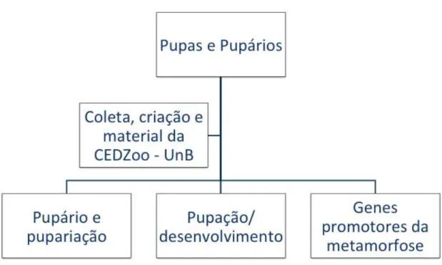 Figura 3. Anagrama sobre a organização da tese e os temas abordados em cada capítulo. 