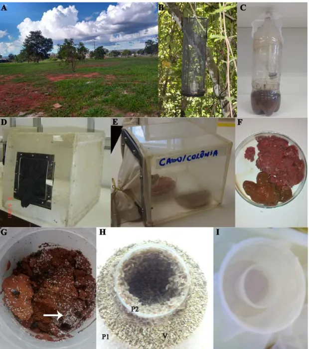 Figura  5.  Coleta  e  criação  de  Diptera.  (A)  Local  de  coleta:  campus  Darcy  Ribeiro;  (B)  armadilha  Van  Somere-Rydon;  (C)  armadilha  de  garrafa  pet;  (D)  gaiola  para  triagem  e  criação de moscas adultas; (E) gaiola de criação com água 