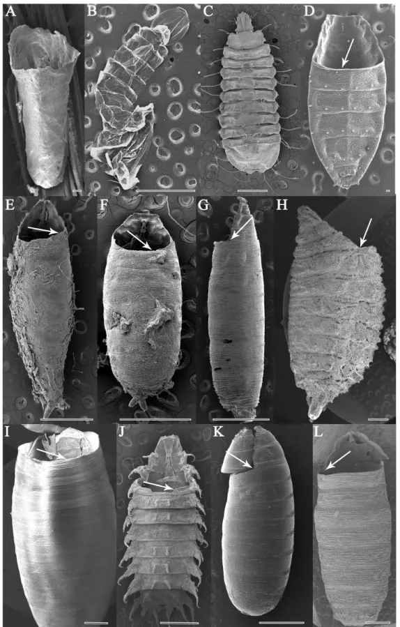 Figura  1.1.  Microscopia  eletrônica  de  varredura  dos  pupários  de  Diptera  e  linhas  de  clivagem