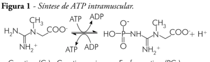 Figura 1 - Síntese de ATP intramuscular.