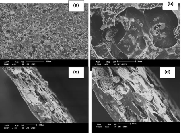 Figure 4. SEM micrographs of chitosan-collagen magnification of (a) 50x; (b) 400x; (c) cross section of 120x and (d) 270x.