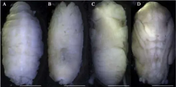 Fig.  1.  Peckia  intermutans.  Etapas  do  desenvolvimento  intra-pupal:  (A)  Pupa  criptocefálica  em  vista  dorsal; (B) pupa fanerocefálica em vista ventral; (C, D) adulto farado em vistas dorsal e ventral