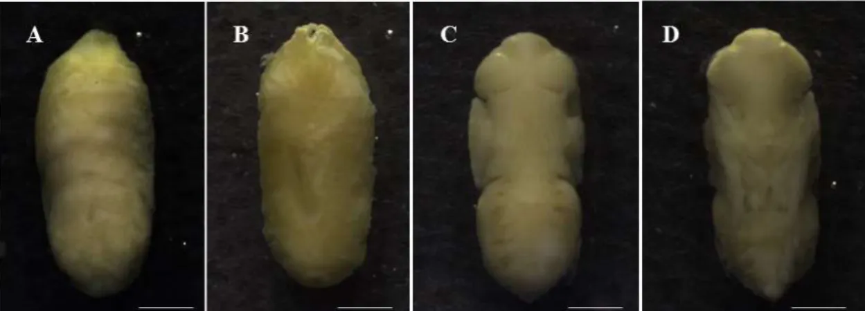Fig. 3. Peckia lambens. Etapas do desenvolvimento intra-pupal: (A) Pupa criptocefálica em vista dorsal; 