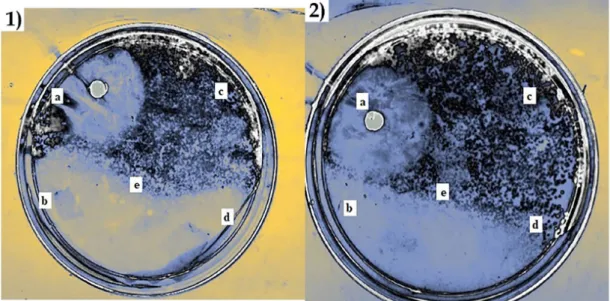 Figure 6. Antimicrobial assay of G and CS-PVA nanofibers against S. typhi. 1: (a) control; (b) sample 2; (c) sample 3; (d) sample 4; 