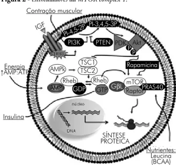 Figura 2 - estimuladores da mTOR complex 1.