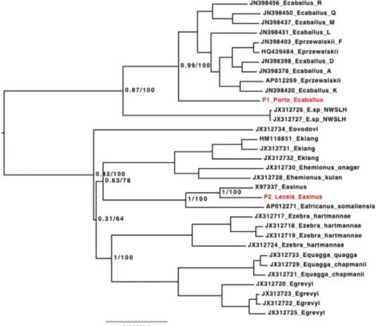 Fig. 5. Haplotype network of 17 different haplotypes of Equus asinus (grey), Equus africanus africanus (yellow) and Equus africanus somaliensis (black)
