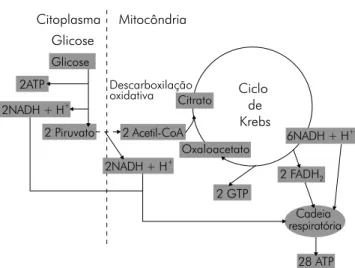 Figura 4 - Via metabólica central. 