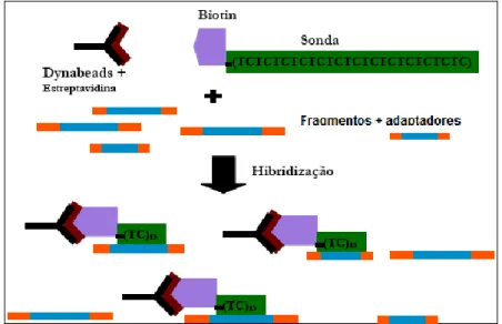 Figura  3.  Esquema  de  enriquecimento  da  biblioteca  de  DNA  com  fragmentos  contendo  regiões  repetitivas  TC,  para  a  recuperação  de  clones  contendo microssatélites com sequência repetitiva AG.