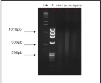 Figura 5. Teste de digestão utilizando as enzimas Mse I, Sau 3AI e Tsp509. 