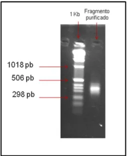 Figura 7. Resultado da purificação da  PCR  confirmando  a  presença  de  fragmento  potencialmente  contendo  uma sequência microssatélite 