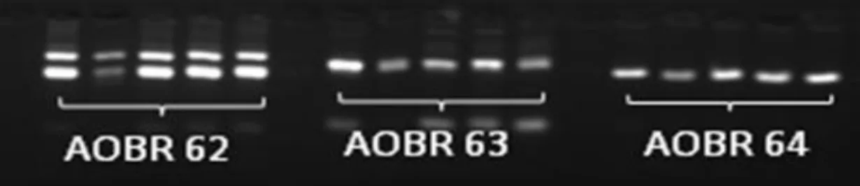 Figura 9. Marcadores AOBR 62, AOBR 63 e AOBR 64 mostrando fragmentos de amplificação  em 5 acessos diferentes de cajueiro