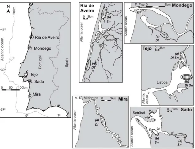 Figure 1. Location of estuarine systems of the Portuguese coast where juvenile Dicentrarchus labrax (Dl)  and  Solea senegalensis  (Sn) were sampled during July 2005 and 2006: specimens for laboratory  calibration experiments were collected in sites marked