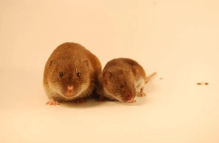 Figura 1. Microtus duodecimcostatus (esquerda) e M. lusitanicus (direita). 