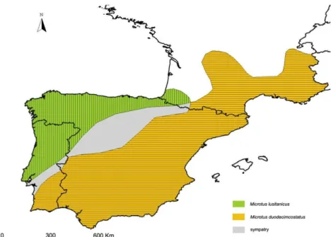 Figura  2.  Distribuição  geográfica  de  Microtus lusitanicus  e M.  duodecimcostatus  (modificada de  Santos, 2009)