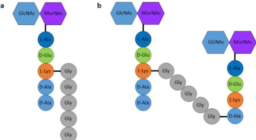 Figure 2. Building block and structure of S. aureus peptidoglycan. a, S. 