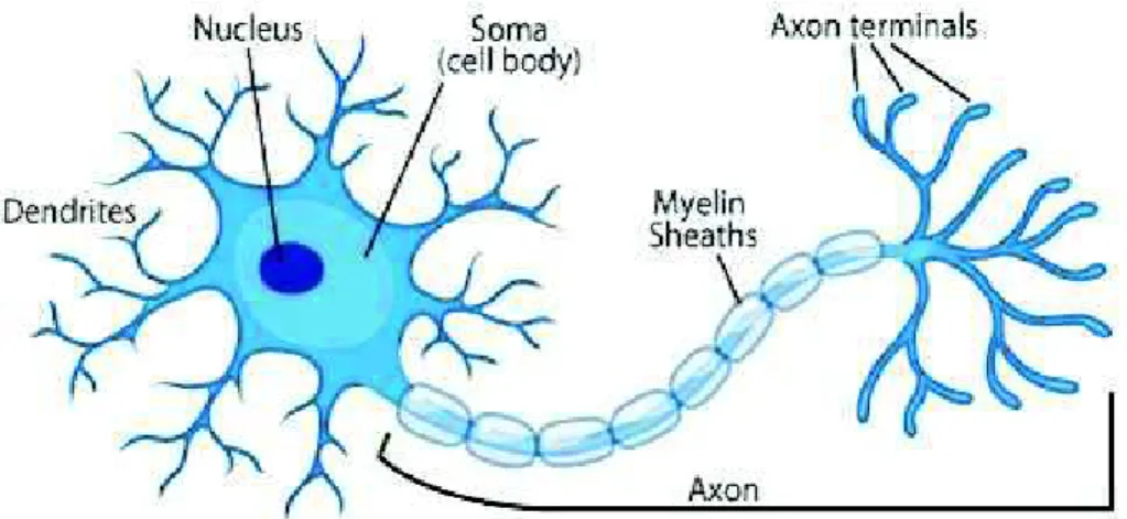 Figure 2.2.1. The biological neuron and its components 
