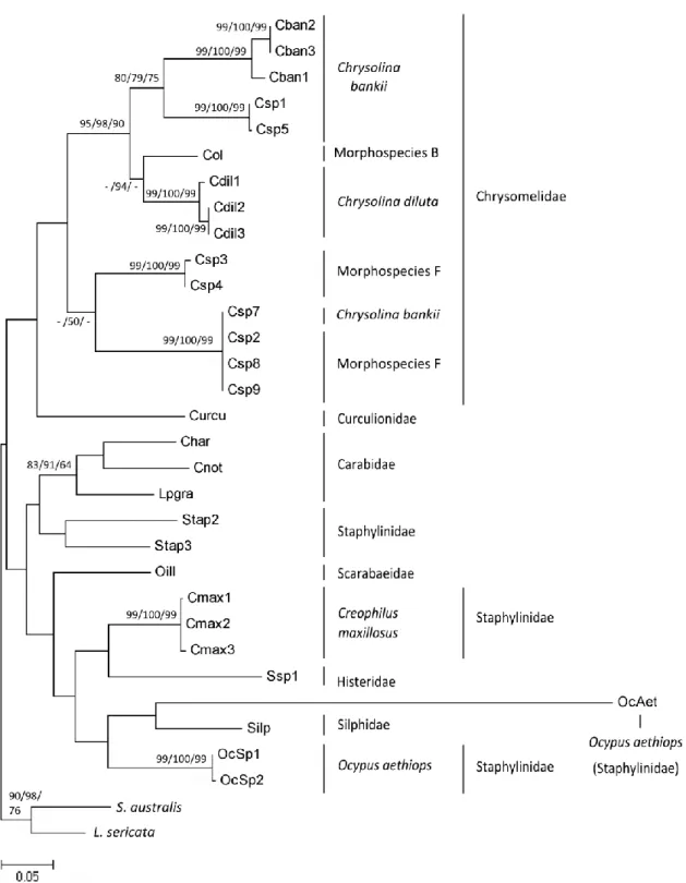 Fig. 4. Maximum likelihood phylogram (1,000 bootstrap replicates) based on 32 sequences of  Cytochrome  c  oxidase  I  (COI)  gene  from  8  species,  7  morphospecies  and  2  outgroups  (Sarcophaga  australis  and  Lucilia  sericata  -  Diptera)