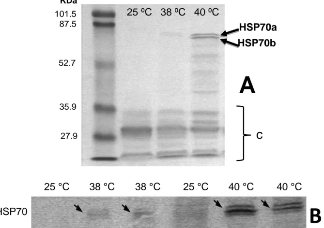 Figure  4. A ) Western blot analysis of HSP70 polypeptides of larvae tissue samples from  H