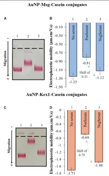 FIGURE 5 | Interaction of AuNP-Msg-Casein (A,B) and AuNP-Kex1-Casein conjugates (C,D) with sera pools from patients with and without P