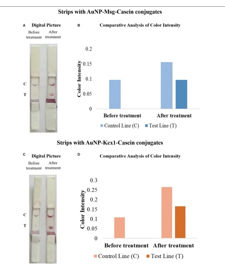 FIGURE 6 | Comparative analysis of the results from LFIA strips containing AuNP-Msg-Casein conjugates (A,B) and AuNP-Kex1-Casein conjugates (C,D) in the presence (after treatment) and absence (before treatment) of conjugate and sample pad pre-treatments