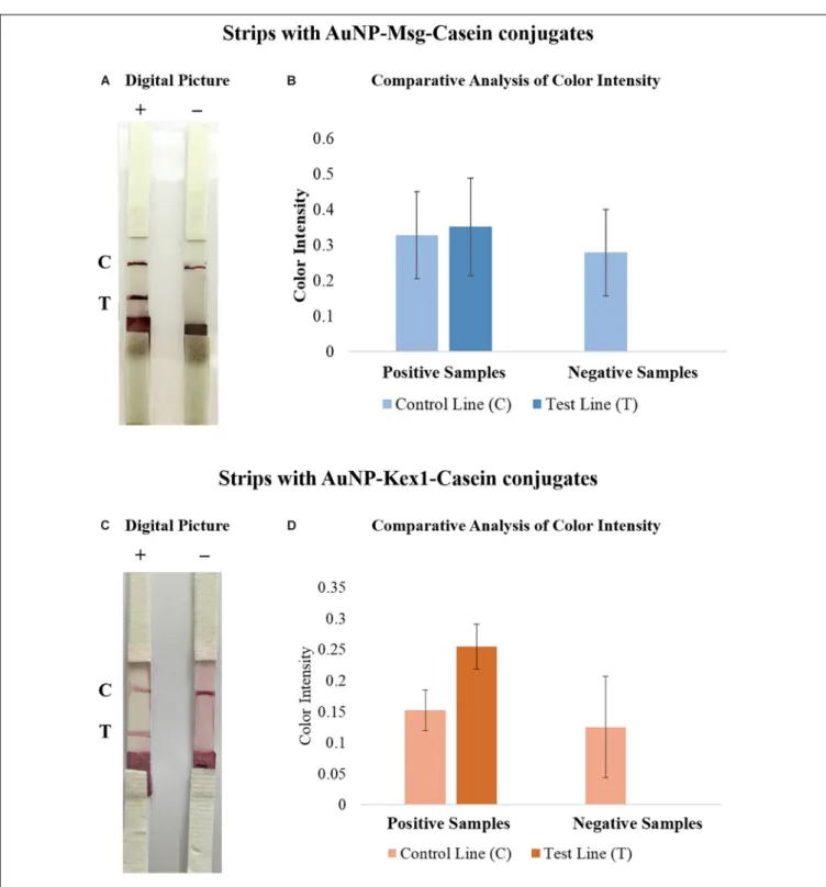 FIGURE 8 | Comparative analysis of the results from LFIA strips containing AuNP-Msg-Casein conjugates (A,B) and AuNP-Kex1-Casein conjugates (C,D), after elution of a positive (+) or a negative (-) sample