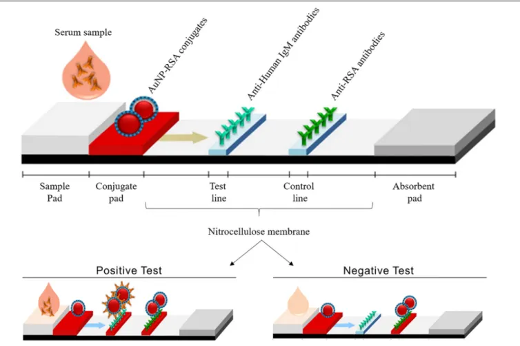 FIGURE 1 | Illustration of LFIA strips developed in this study, showing its various components and the expected results in positive and negative tests
