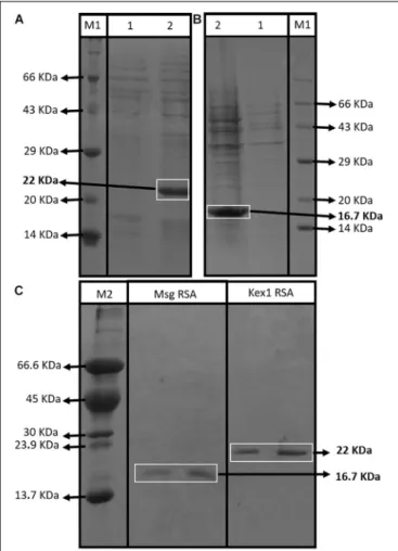 FIGURE 2 | Assessment of the RSA expression and purification process.
