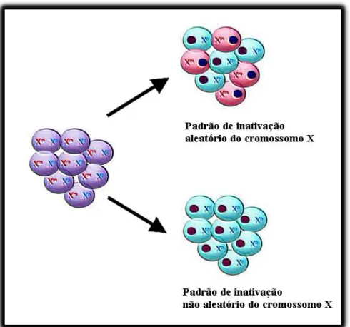 Figura 2: Demonstração de dois possíveis padrões de inativação do cromossomo X: o  aleatório (50:50) e o não aleatório (100:0)